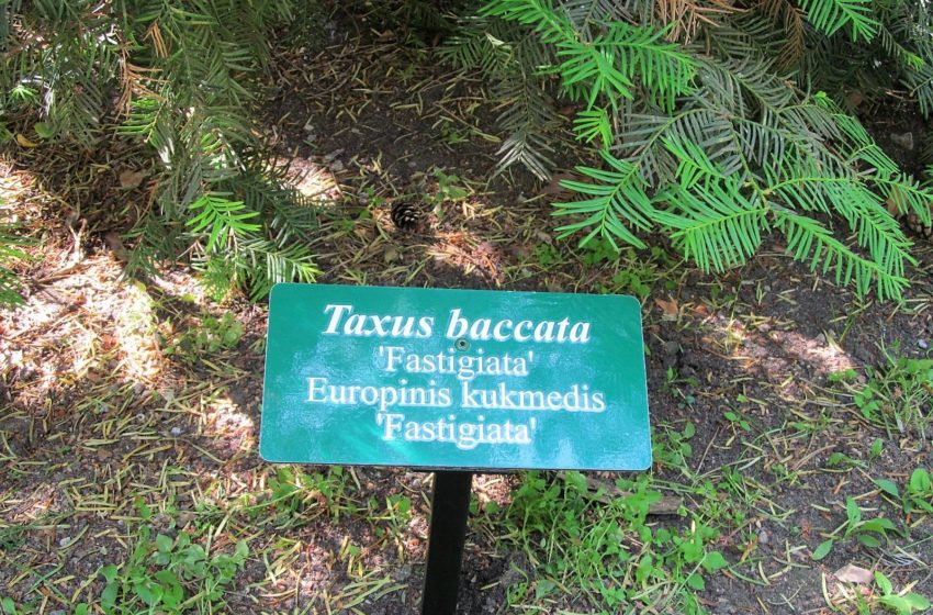  Alytaus miesto sode šalia augalų pastatytos lentelės su jų lietuviškais ir lotyniškais pavadinimais