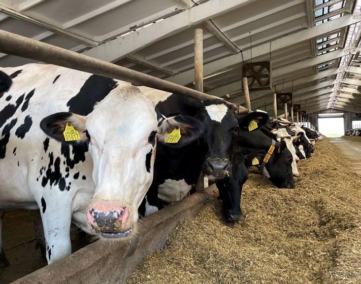  Alytaus rajono kaimo bendruomenės ir ūkininkai, ypač laikantys pienines karves, kviečiami teikti prašymus paramai gauti