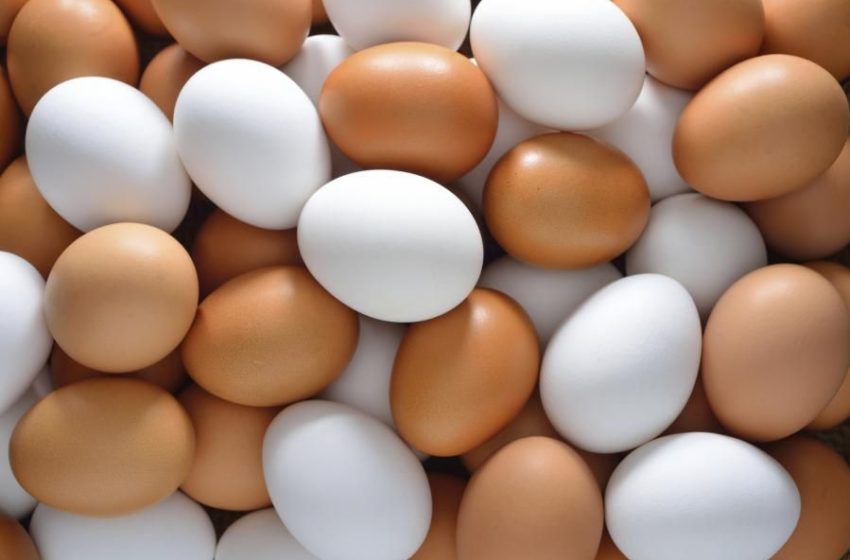  Atsakė į amžiną klausimą: kuo skiriasi balto ir rudo lukšto kiaušiniai?
