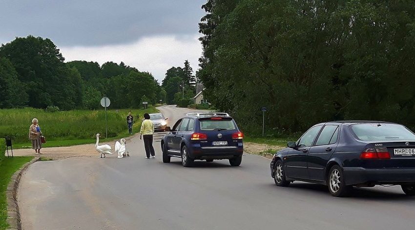  Gulbių šeimynėlė sutrikdė eismą Dauguose (foto)