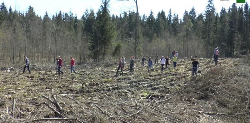  Dušnionių girininkijoje AB Litgrid savanoriai sodino mišką (video)