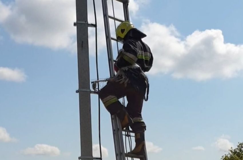  Alytaus seniūnijoje ugniagesiai-gelbėtojai vadavo lizde susipainiojusį gandriuką (video)