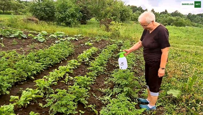  Bulves puola kolorado vabalai! (video)