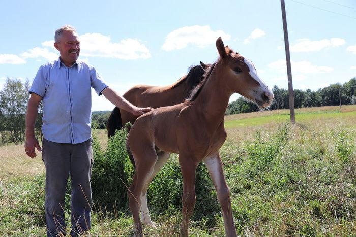  Savaitgalio pažintis Alytaus rajone su nuostabiais gyvūnais: pasakų žąsys, Vytauto Didžiojo arkliai, danieliai ir muflonai (foto)