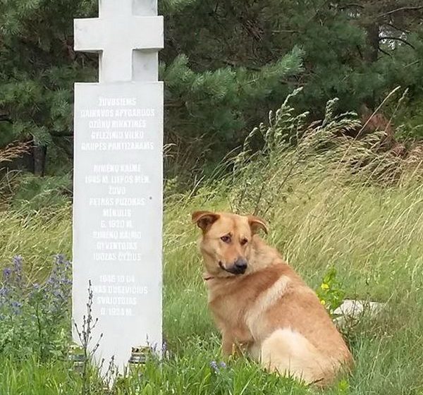  Prie paminklinio kryžio partizanams Bogušiškių kaime lūkuriuoja šuo…