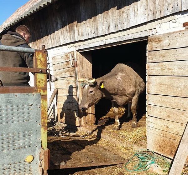  Alytaus rajone pradėtas dioksinais užterštų gyvulių utilizavimas