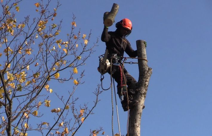  Kada galima kirsti ir genėti medžius, o kada leidimai šiems darbams neišduodami?