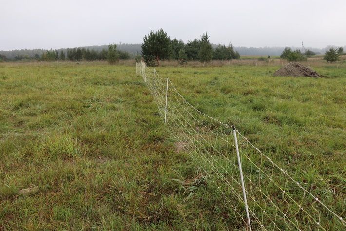  Vilkai pjauna Alytaus rajono ūkininkų avis