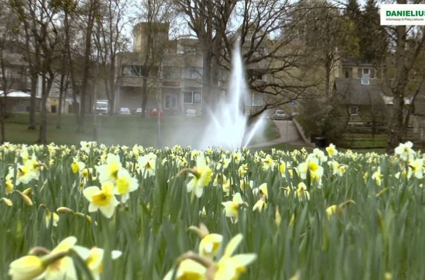  Narcizų jūra Druskininkuose-2016 (video)