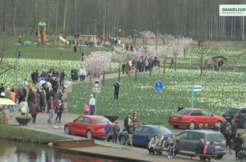  Druskininkai – narcizų miestas! (foto,video)