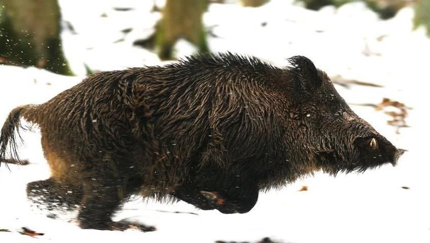  Prienų rajone šovė į prabėgantį žvėrį, o pataikė į kolegą medžiotoją