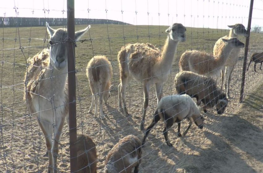  Aplankykite: mini zooparkas prie Kalvarijos (video+foto)