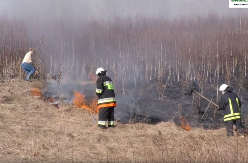 Daugų seniūnijoje degė pasodintas miškas (video)