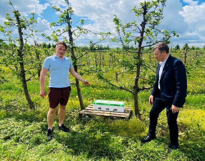  Luksnėnų soduose tarp žydinčių obelų apsigyveno olandiškos kamanės