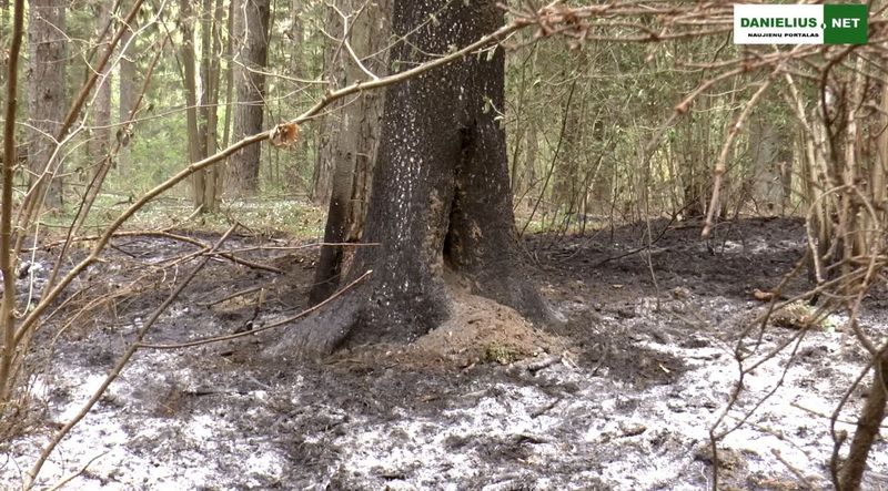  Padegtas Dušnionių girininkijos Plikionių miškas (video)