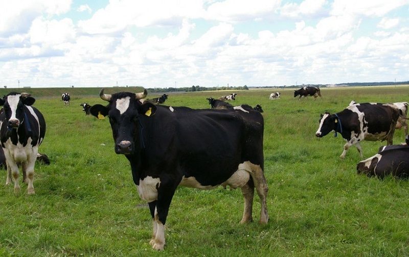  Paaiškėjo, kokio dydžio pagalbą pieno gamintojas gaus už pieninę karvę
