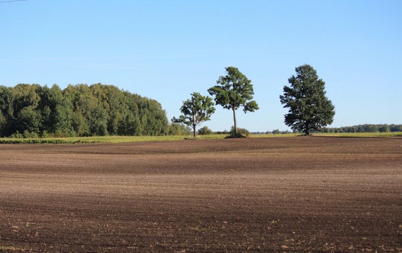  Pasėlių deklaravimas: augalų juostas galima įrengti tik ariamojoje žemėje