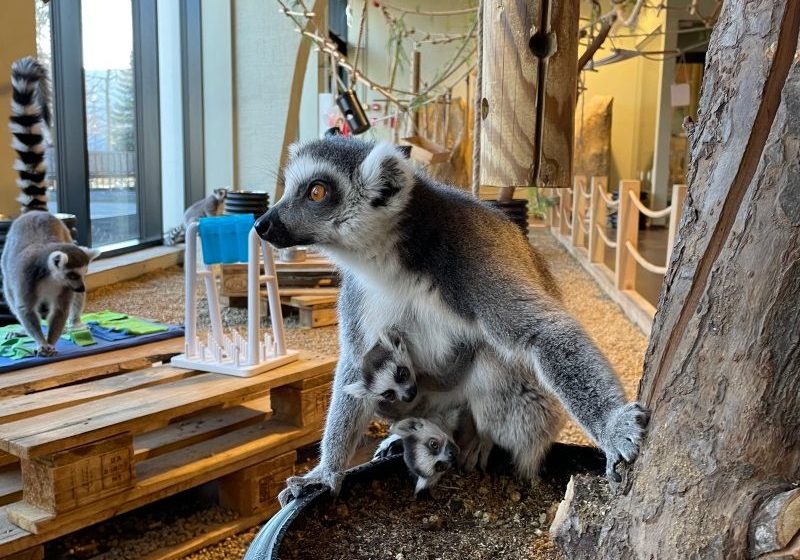  Zoologijos sode „Zoopark“ gimė dvynukai lemūrai: kviečiame išrinkti vardus