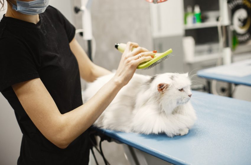  Veterinarai: kaip išsirinkti patikimiausią?