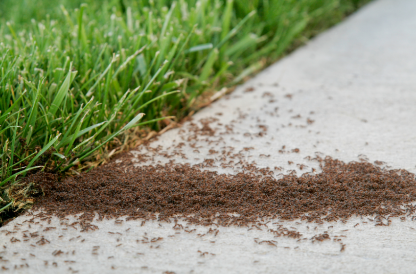  3 dažniausi klausimai apie skruzdėles ir jų naikinimą