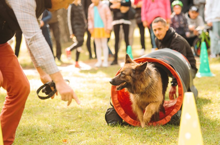  Šį sekmadienį, spalio 15 d., Alytuje vyks renginys gyvūnams ir jų šeimininkams