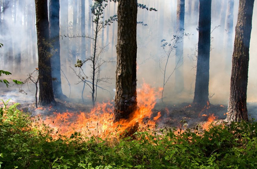  Kaip elgtis miškuose siekiant nesukelti gaisro