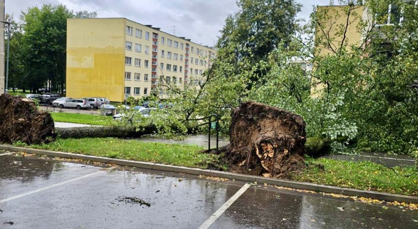  Kokius audros nuverstus medžius patiems galima tvarkyti privačiame ir valstybiniame sklype?