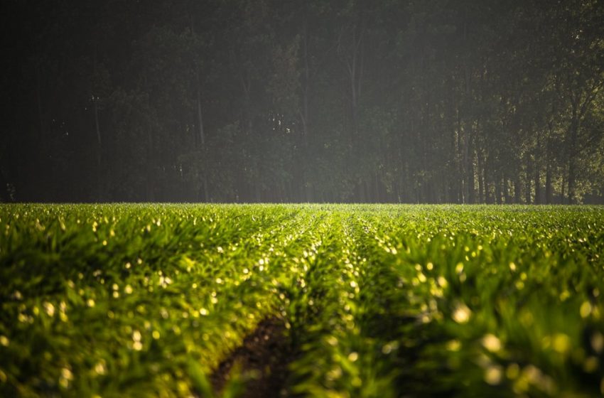  Paprastinama tręšimo planų rengimo tvarka