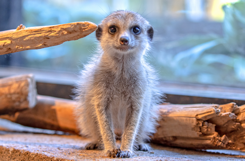  Vilniaus zoologijos sode gimė surikatų jaunikliai