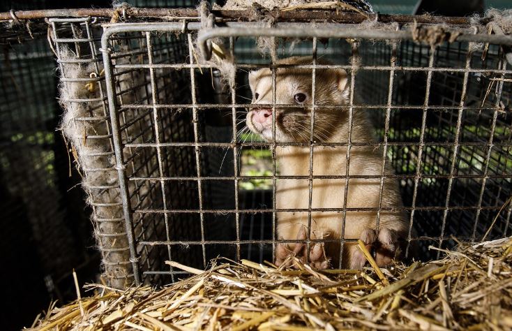  Žvėrelių augintojai kreipiasi į teismą dėl verslo uždraudimo: siekiama prisiteisti žala – rekordinė