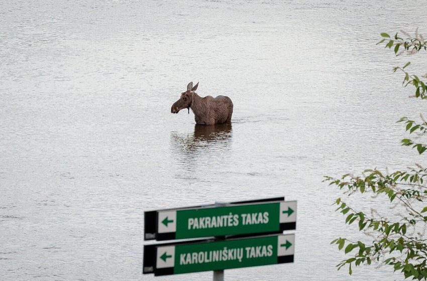 Laukiniai gyvūnai mieste – kas atlygins padarytą žalą?