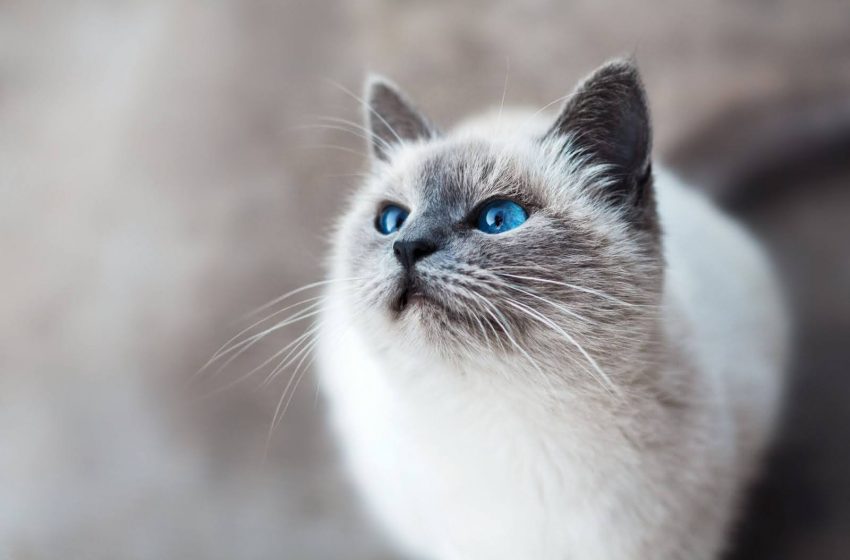  Kada tinkamiausias laikas katės sterilizacijai?