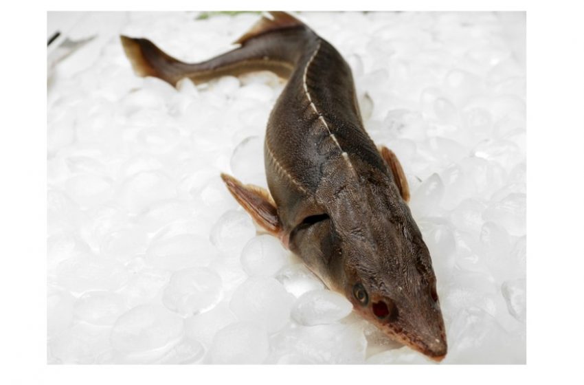  Nuo kovo 1 d. įsigalioja draudimas žvejoti kiršlius ir sterkus