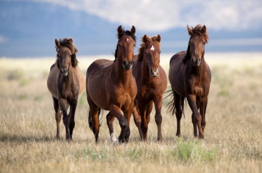  Policija praneša apie nepilnamečio susižalojimą petarda, Birštono savivaldybėje avariją sukėlė arkliai
