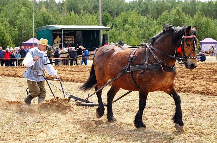  Pirmosios vagos šventė-2026 (foto+video)