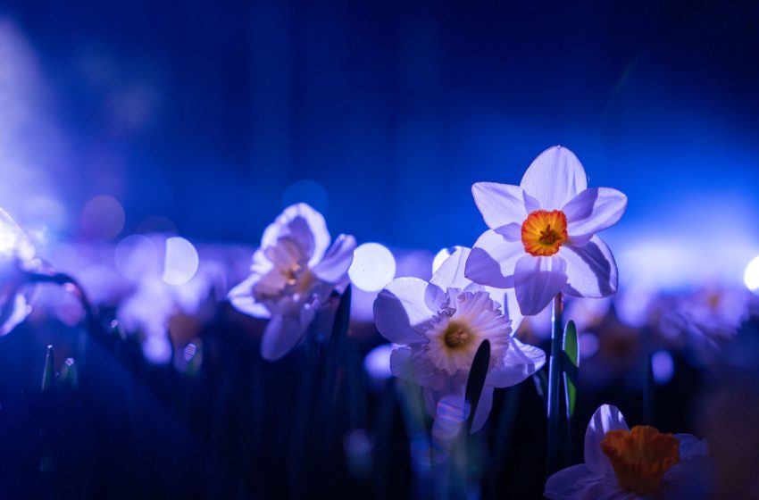  Druskininkuose pražys daugiau nei pusė milijono narcizų: pavasario šventė kvies sulėtinti tempą